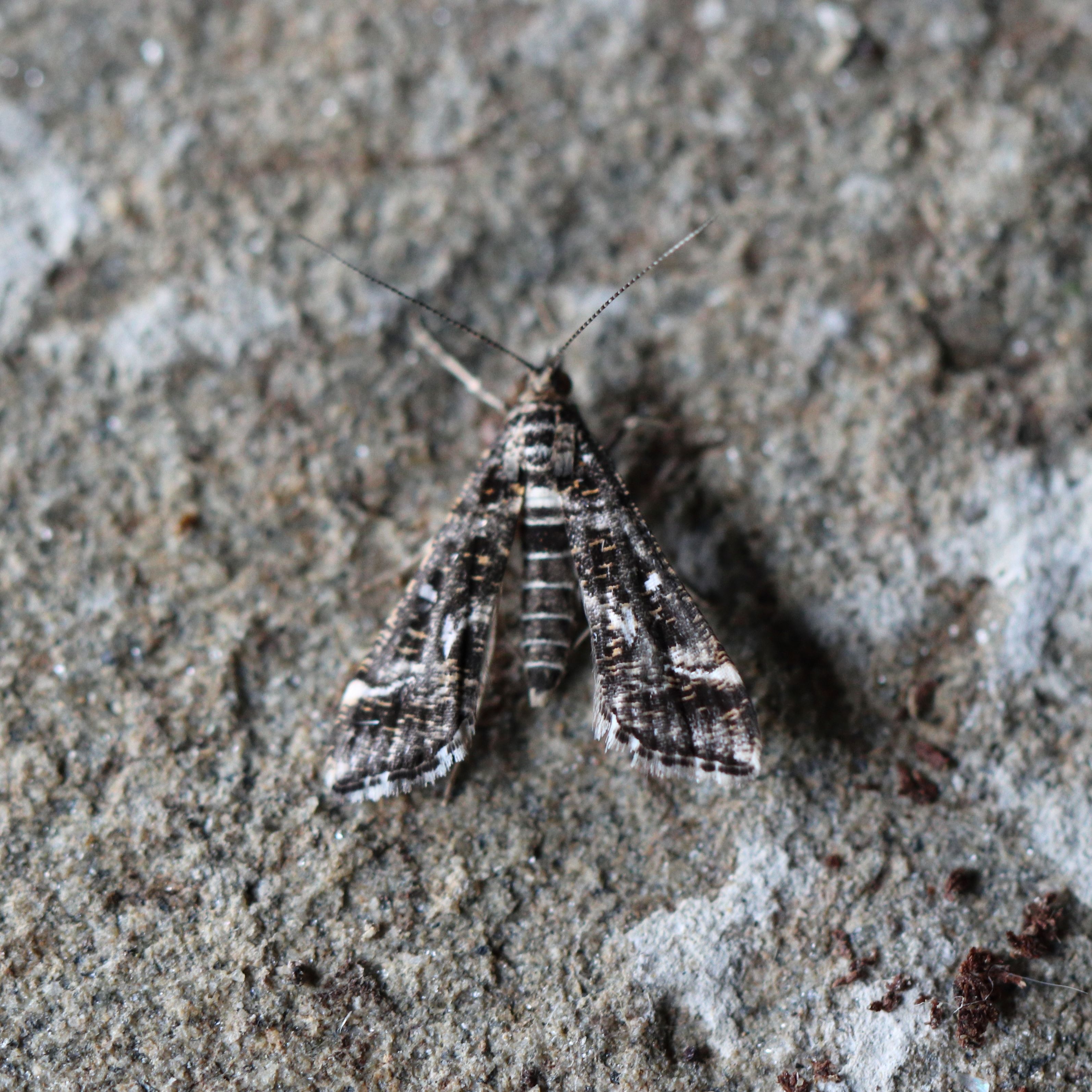 Photo of Vagrant China-mark (Diasemiopsis ramburialis)